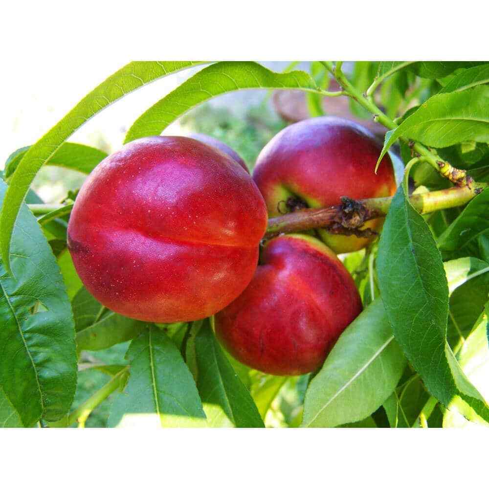 Independence Nectarine Bare-Root Tree 3-4 Feet Tall