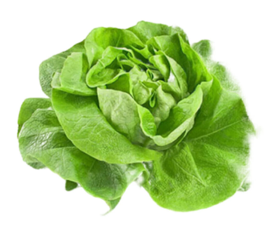 1000+PCS VIETNAMESE BUTTERHEAD LETTUCE SEEDS, HẠT XÀ LÁCH MỠ | 98% GERMINATION |