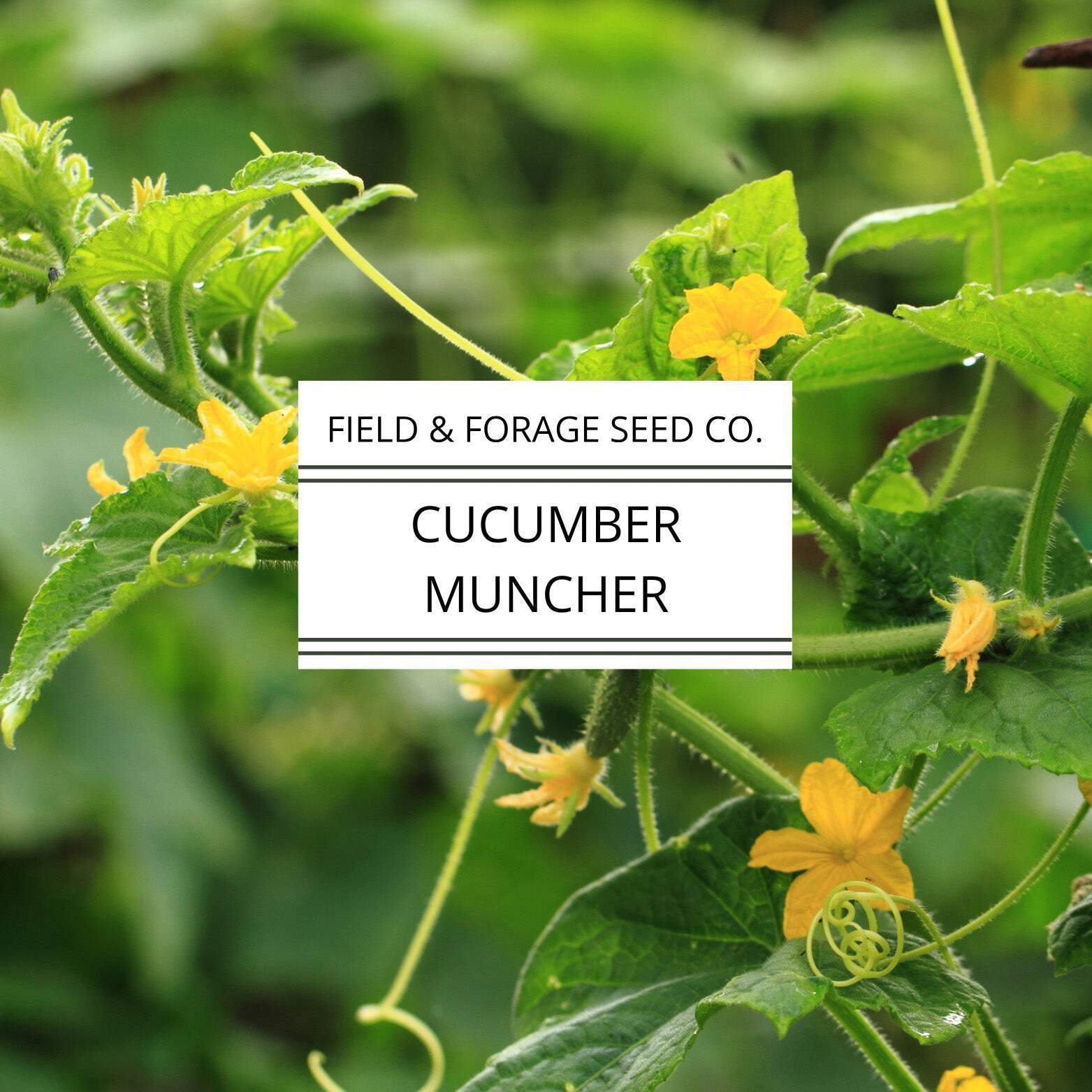 Cucumber Muncher | Cucumis sativus ‘Muncher’ | Sweet, Burpless Heirloom | Non-GM