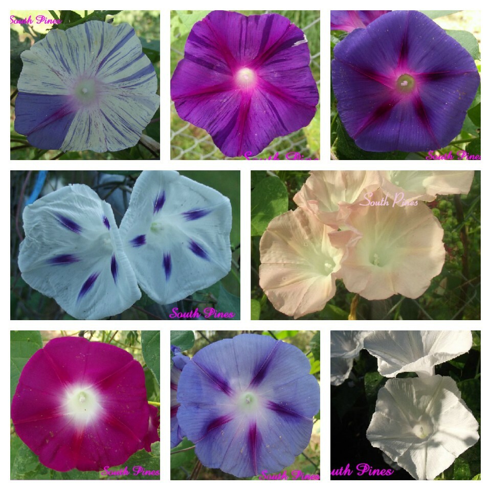 Fun Morning Glory Mix – 25 seeds – purpurea, peach, milky way, pink, purple
