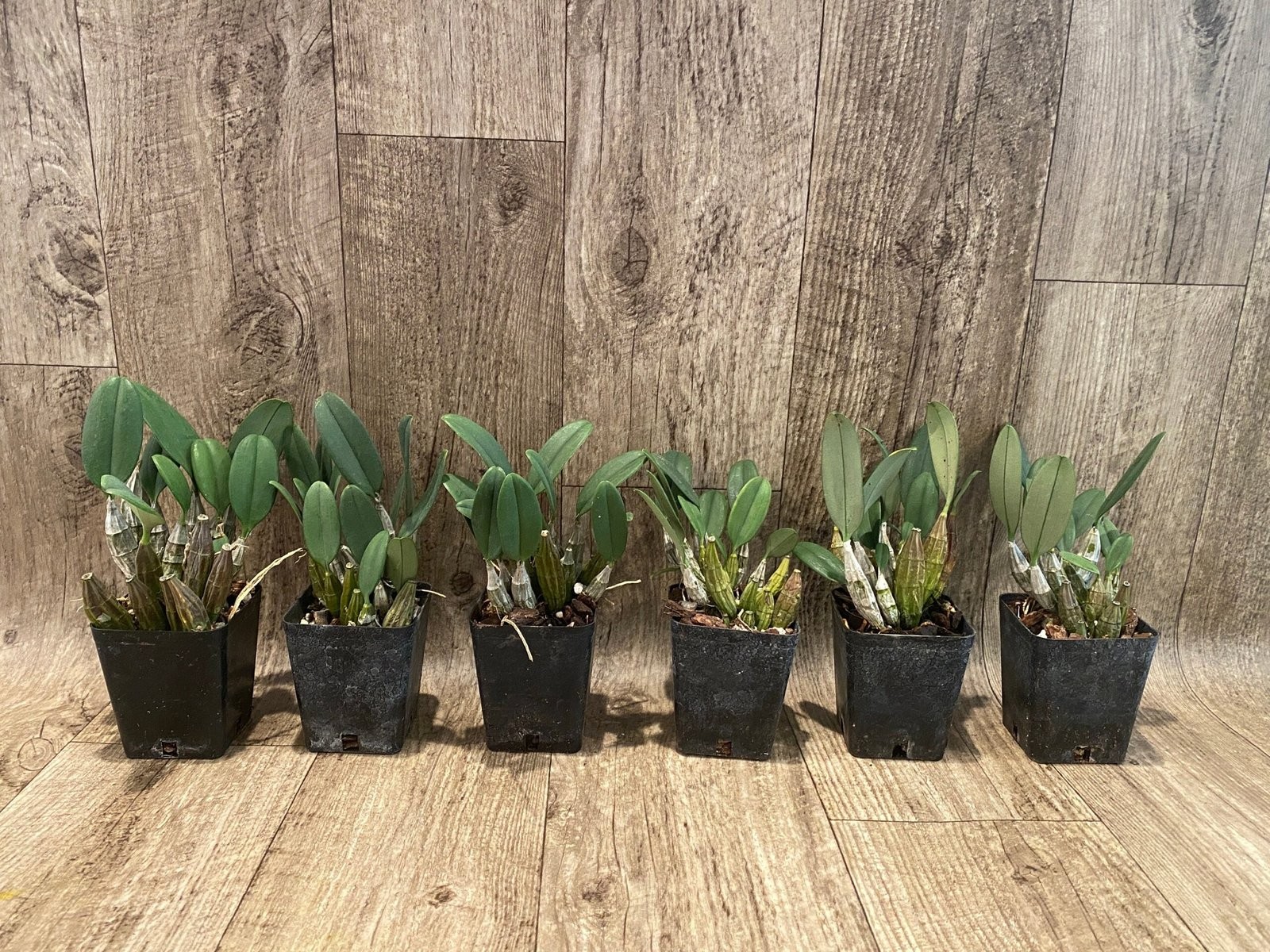 Fragrant – Dendrobium aggregatum (syn. lindleyi) (3.5” pot)
