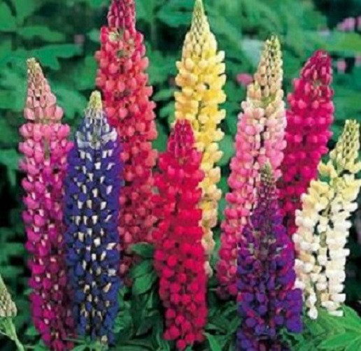 Lupine Seeds Russell Mix Lupine Russell Mix 250 Seeds FLOWER SEEDS