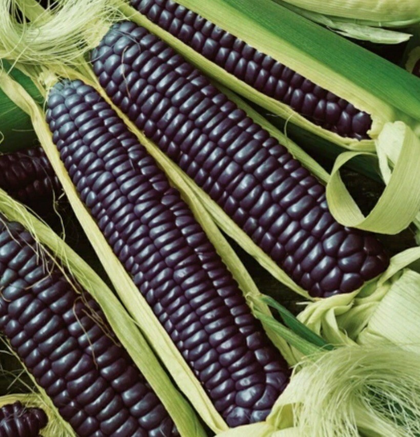 Blue Hopi Indian Corn Seeds Heirloom Flour Cornmeal Organic Seeds 1/2 LB