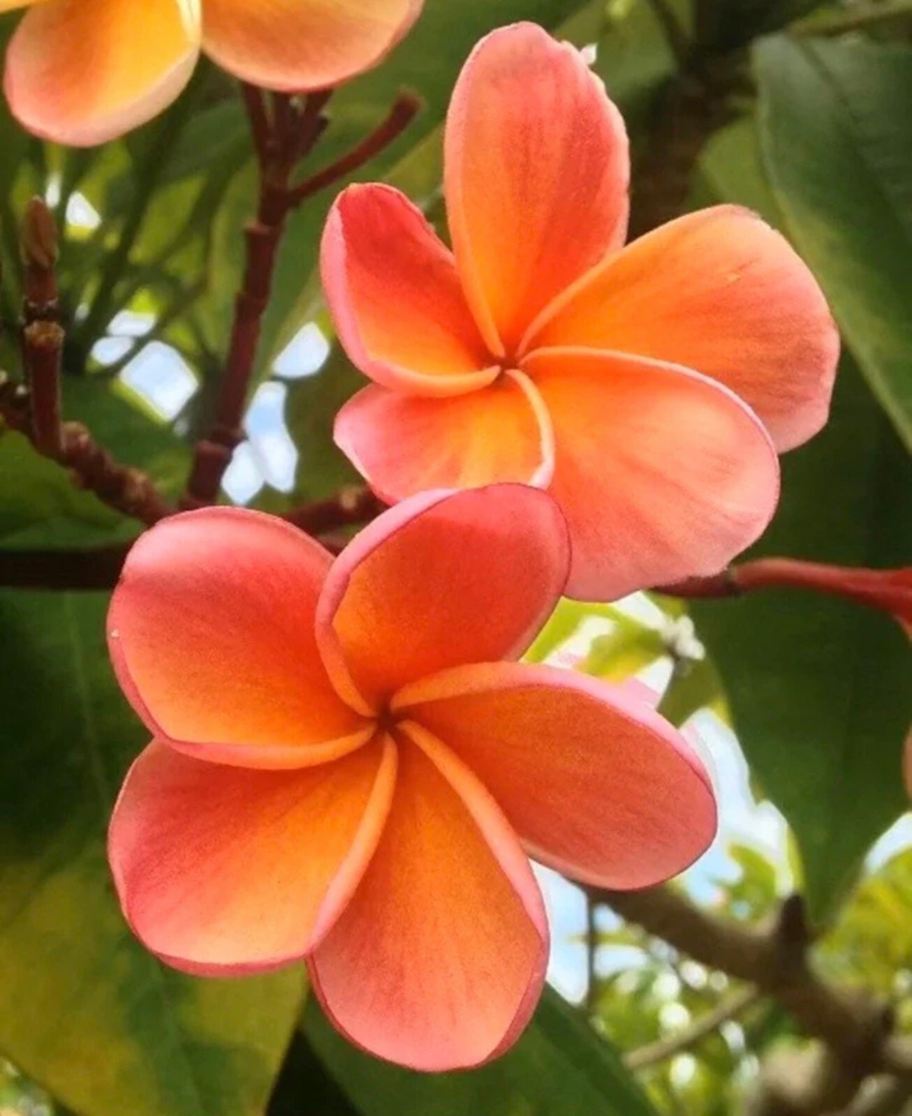 5 Orange Salmon Plumeria Seeds Perennial Flowers Flower Frangipani US SELL