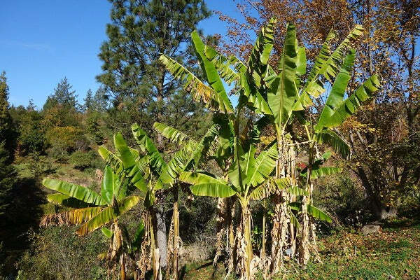 Musa sikkimensis Darjeeling | Darjeeling Banana | 10 Seeds