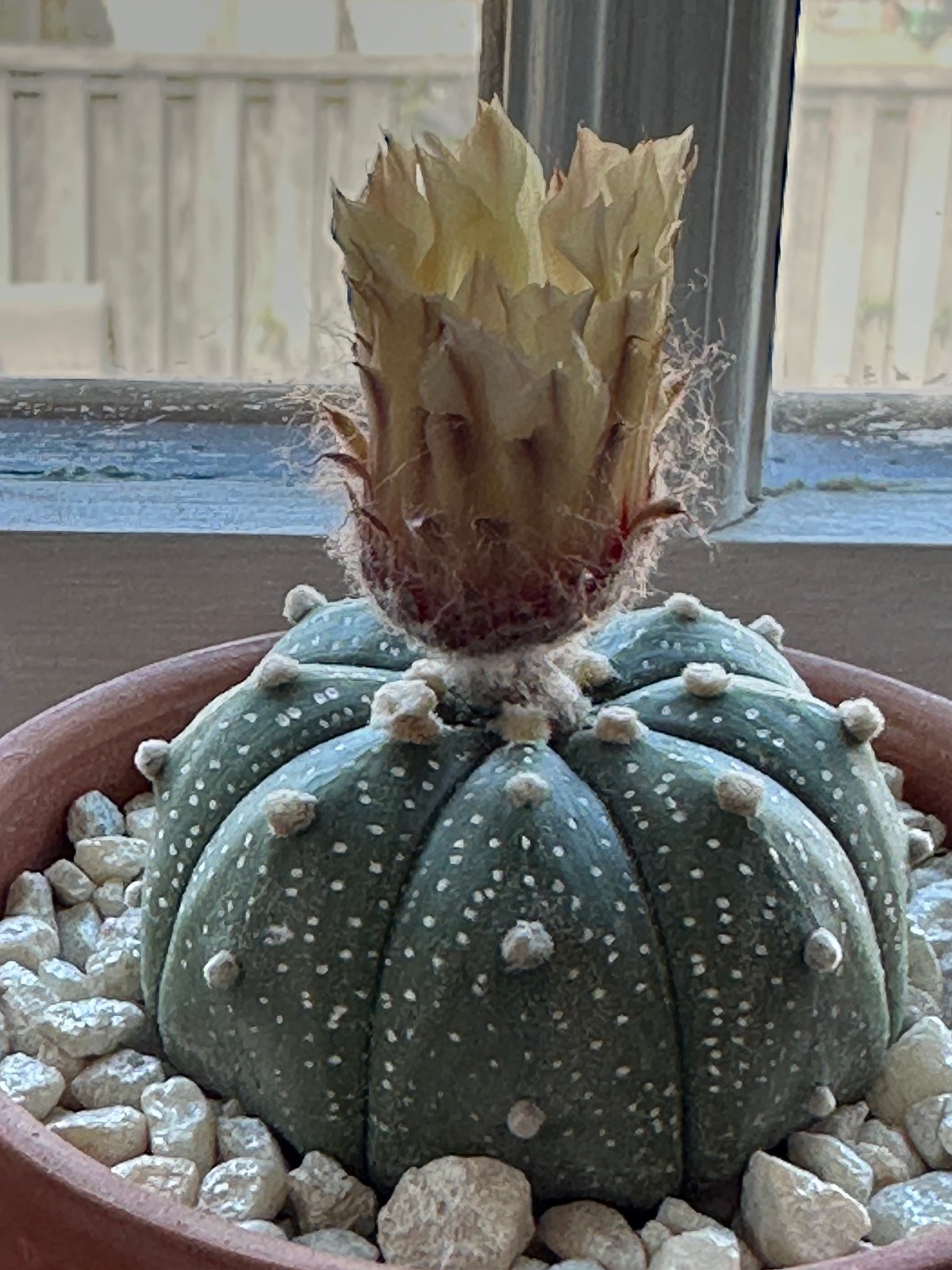 Astrophytum Asterias Live Sand Dollar Cactus in 3.5″ pot FREE SHIPPING