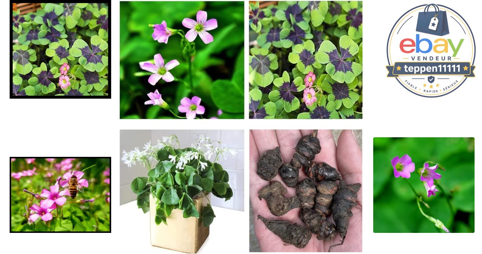 Green Shamrock Bulbs 15 Count Indoor Outdoor Planting Easy Grow