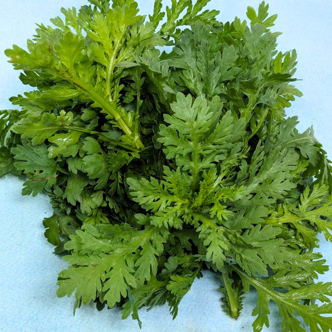 Fresh Chrysanthemum Greens Seeds | Tong Hao | Heirloom Non-GMO | Asian Vegetable