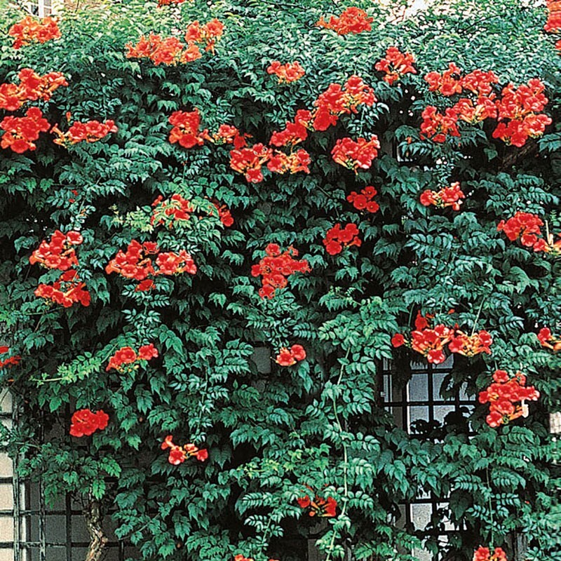 25 Perennial Red Trumpet Vine Seeds-Native Hummingbird Vine-Campsis radicans