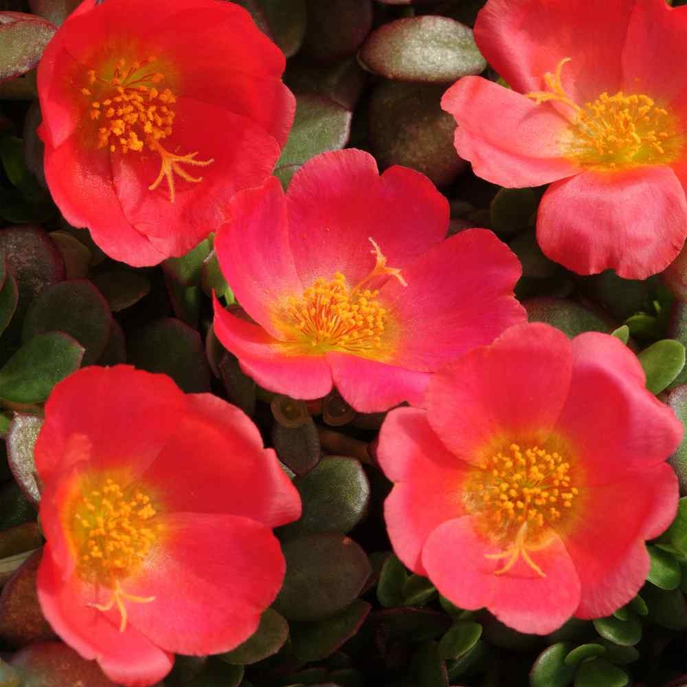 50 Seeds Drought Tolerant Portulaca Oleracea Toucan Scarlet Shades Herb Seeds