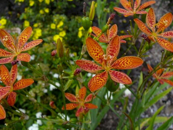 2 Blackberry Lily (aka- Leopard lily)~live, shipped bare-root
