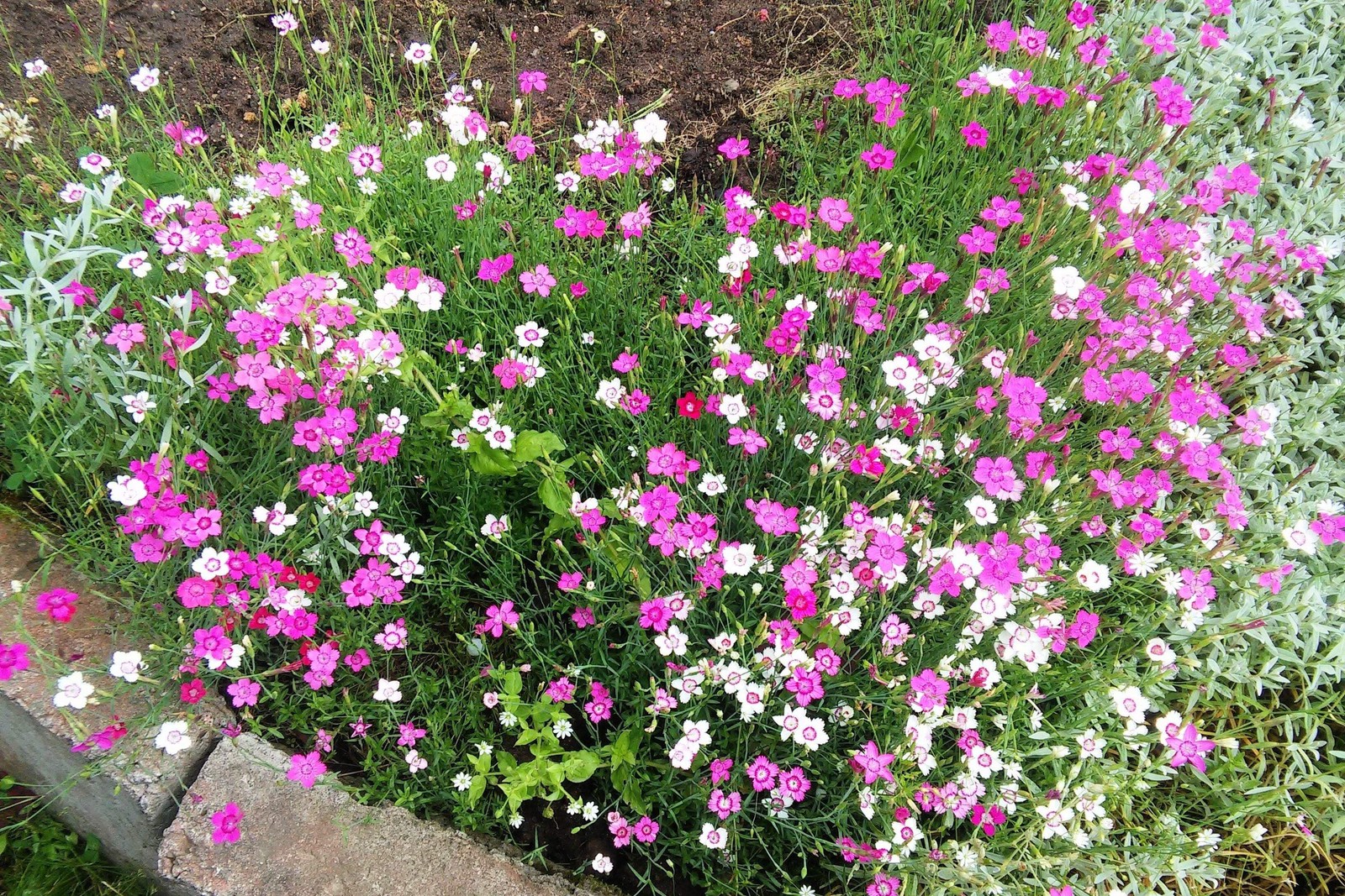 550 MAIDEN PINKS Dianthus Deltoides Flower Seeds