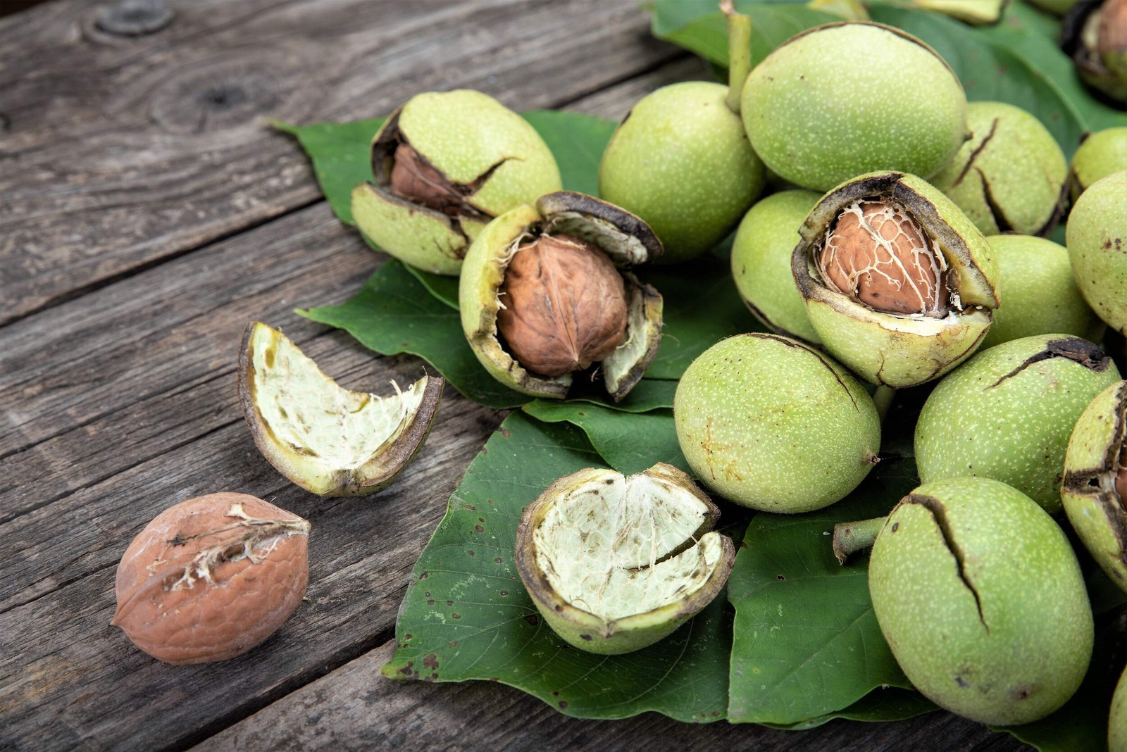 5 ENGLISH WALNUT Common Hardy Carpathian Nut Fruit Tree Juglans Regia Seeds