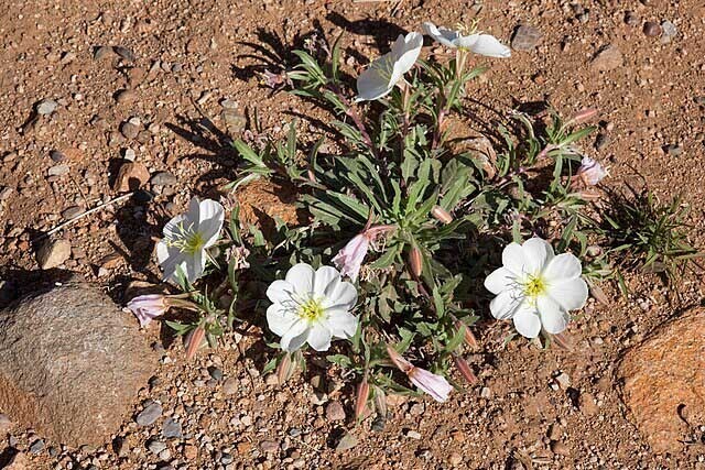 Oenothera albicaulis | White Stem Evening Primrose | 50 Seeds