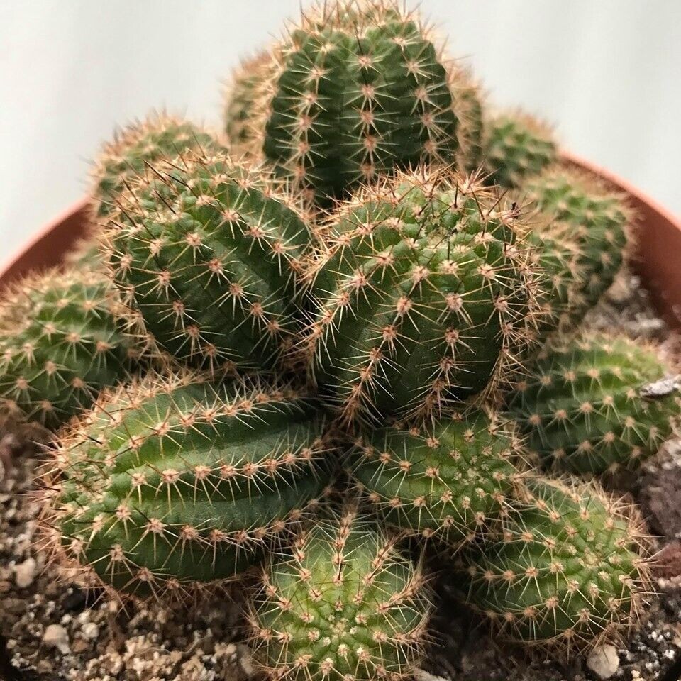 Chamaelobivia (Peanut Cactus) “Firecracka” Cactus Seeds (100 Seeds)