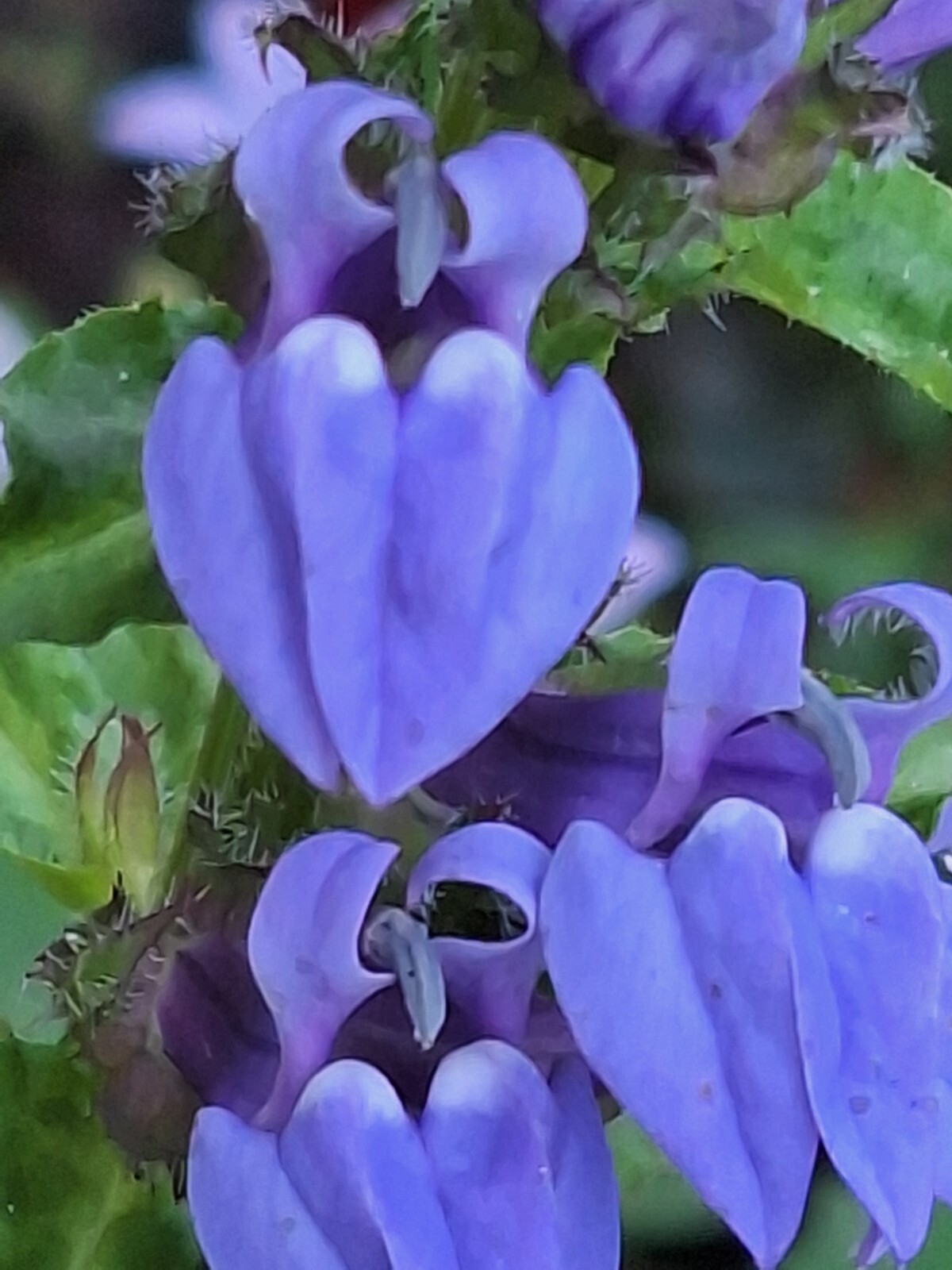 GIANT BLUE LOBELIA 243 SEEDS, LOBELIA SIPHILITICA HARDY, EZ TO GROW, USA SELLER