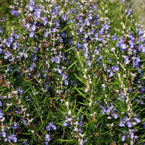 1000 Seeds Rosemary Seed For Planting – Rosemarinus Officinalis Herb Garden