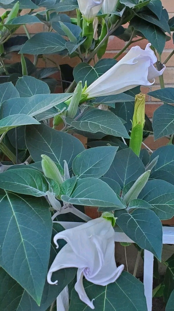 140÷150 Seeds. Datura Stramonium, Jimson Weed, Thorn Apple, Devil’s Trumpet