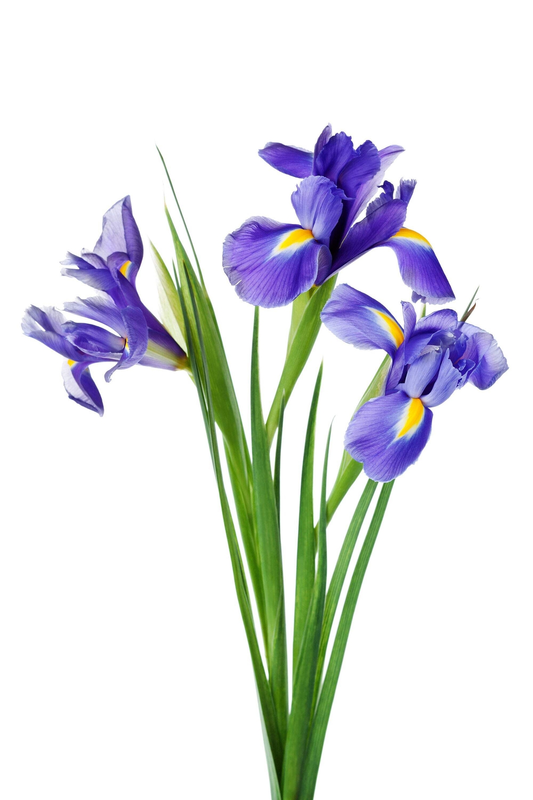 25 BLUE FLAG IRIS Versicolor Fragrant Native Purple Yellow White Flower Seeds