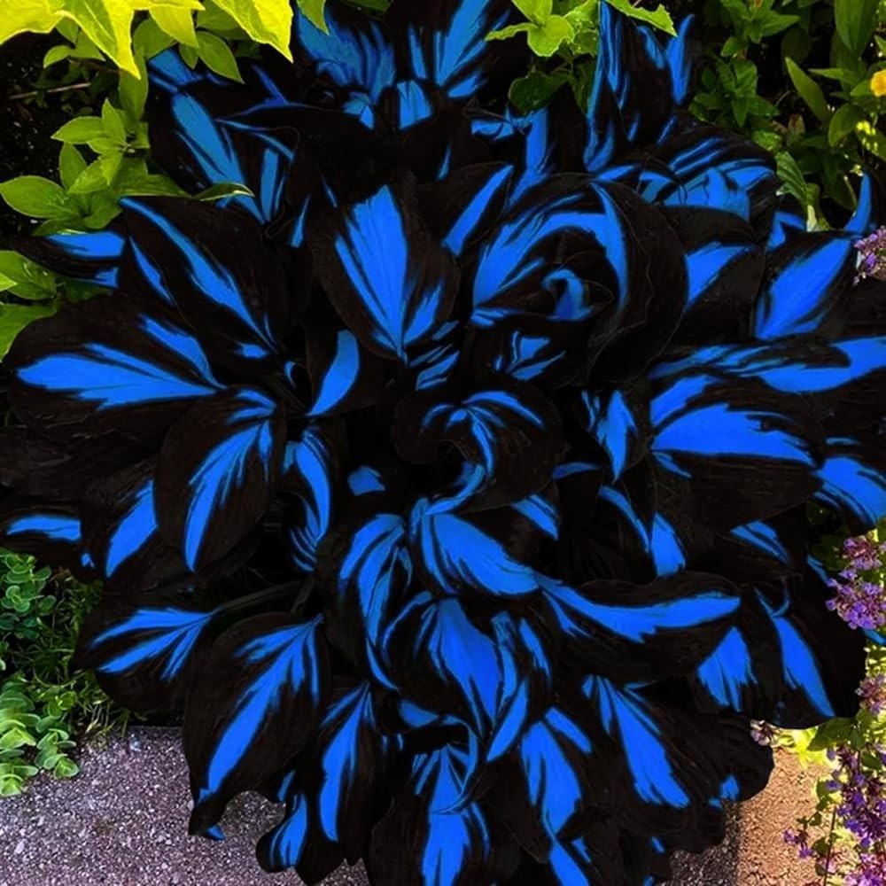Low-Maintenance Hosta Seeds – 220+ Non-GMO Perennials for Vibrant Shade Gardens