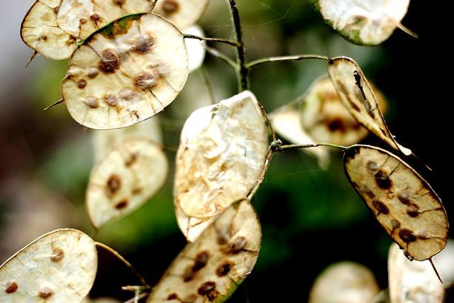 75 Moneyplant Lunaria annua Flower Seeds FREE SHIPPING
