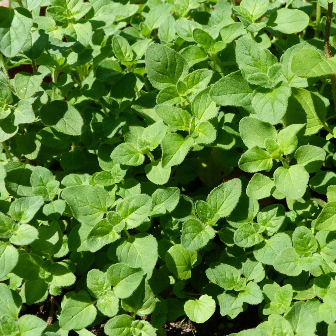 Fresh Oregano Seeds | Italian | Herb | Culinary | Heirloom Non-GMO | Herb Seeds