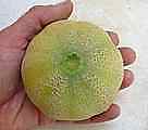 Cantaloupe Minnesota Midget 250 seeds