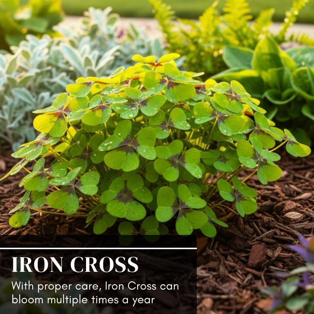 Multiplying Perennial Iron Cross Shamrock Bulbs – 10 Count, Low Maintenance
