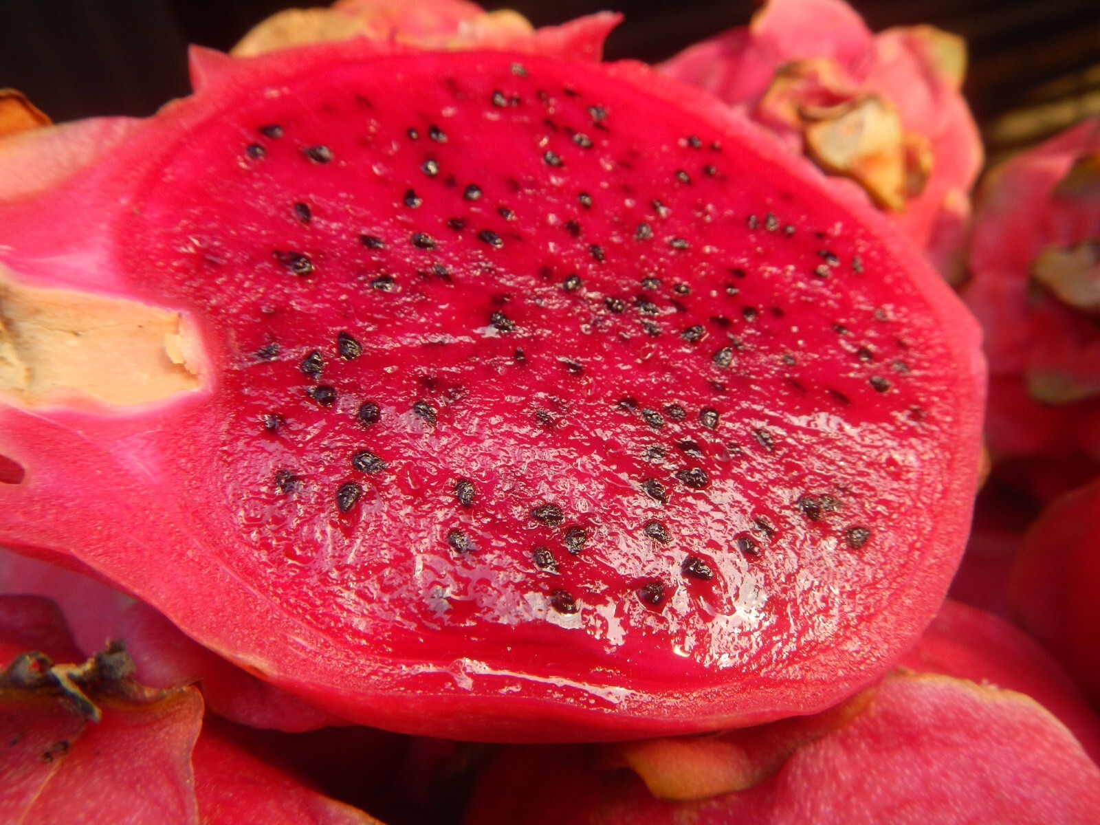 Hylocereus undatus 25 Seeds (Red Fruit) – Dragon Fruit