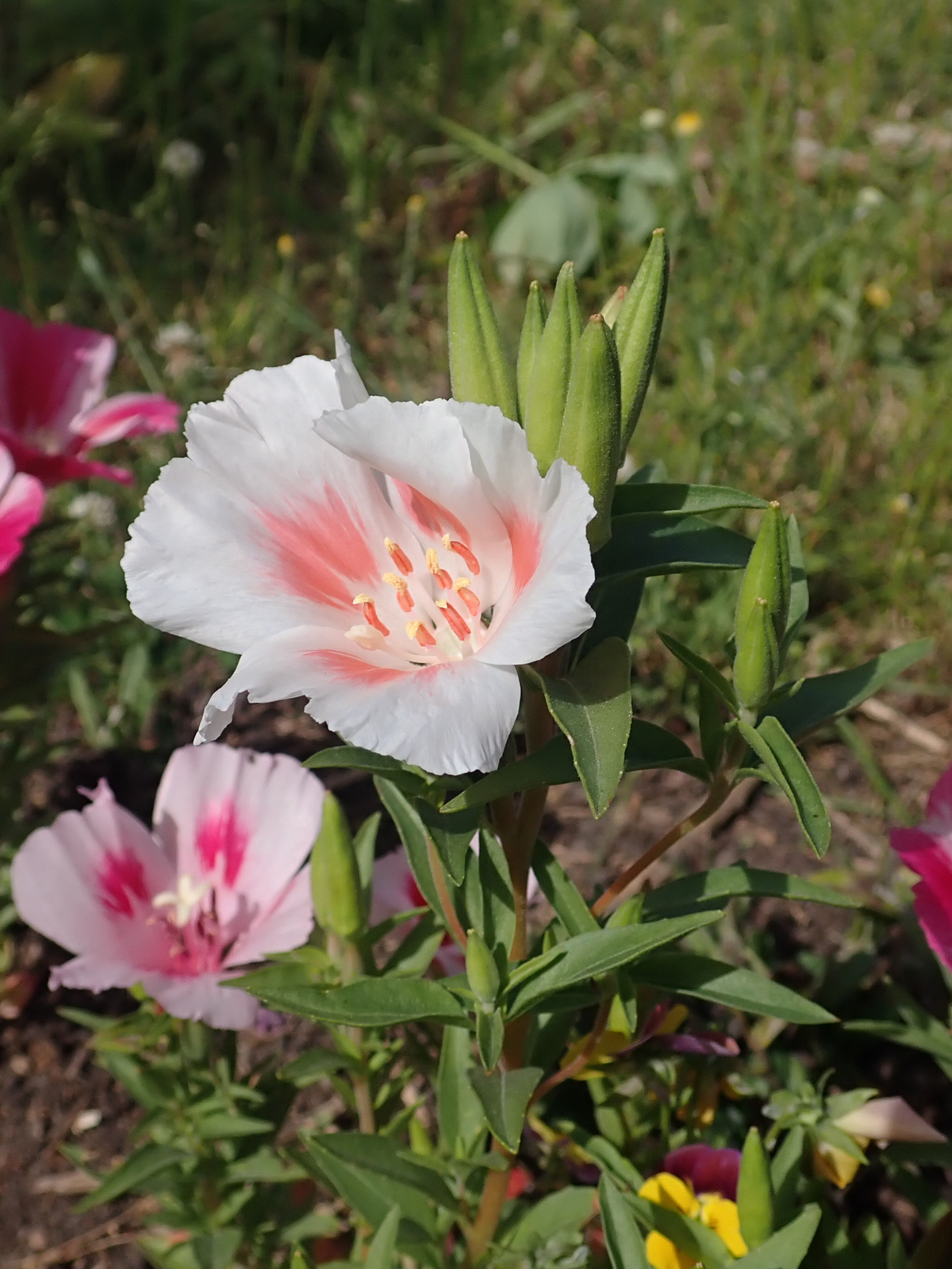 1,000 CLARKIA AMOENA Seeds (White Farewell to Spring) | NON-GMO | Free shipping