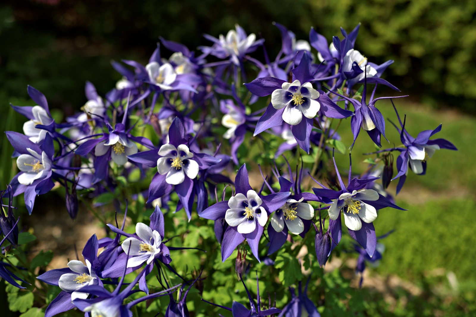 50 Mixed Colors MCKANAS GIANT COLUMBINE Aquilegia Vulgaris Flower Seeds