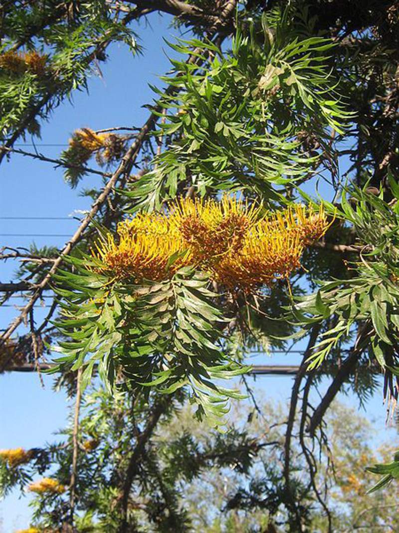 1-1000 PCS Silky oak Tree Seeds Grevillea Robusta Yellow Silkoak Flower 0178