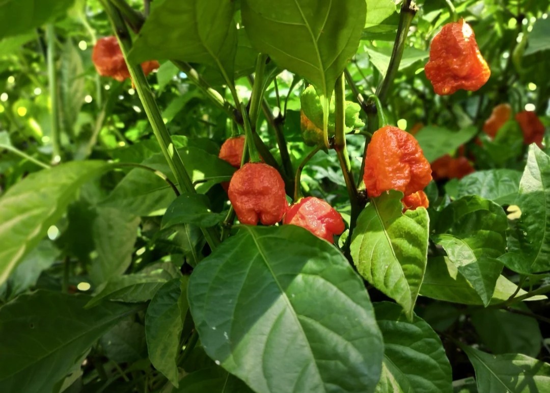 SUPERHOT!- Variety Pack – Over 200! Seeds – One Dozen Different Hot Varieties.