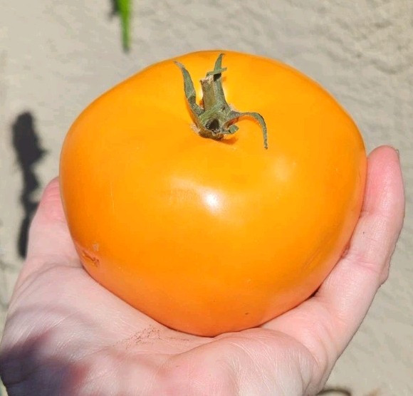 Orange Queen Tomato Seeds (30) / Organic / Florida Grown / Super Rare