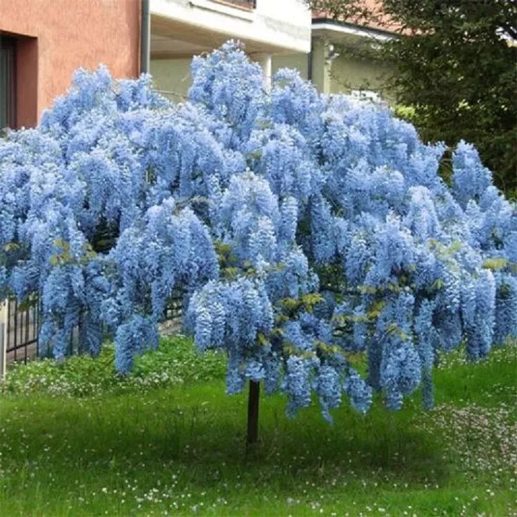 5 Blue Chinese Wisteria Seeds Vine Climbing Flower Perennial Rare Tropical USA