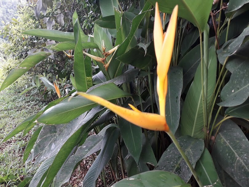 2x Rhizomes Bird Of Paradise, Strelitzia Regina Flower Seed Root,  Free Offer!
