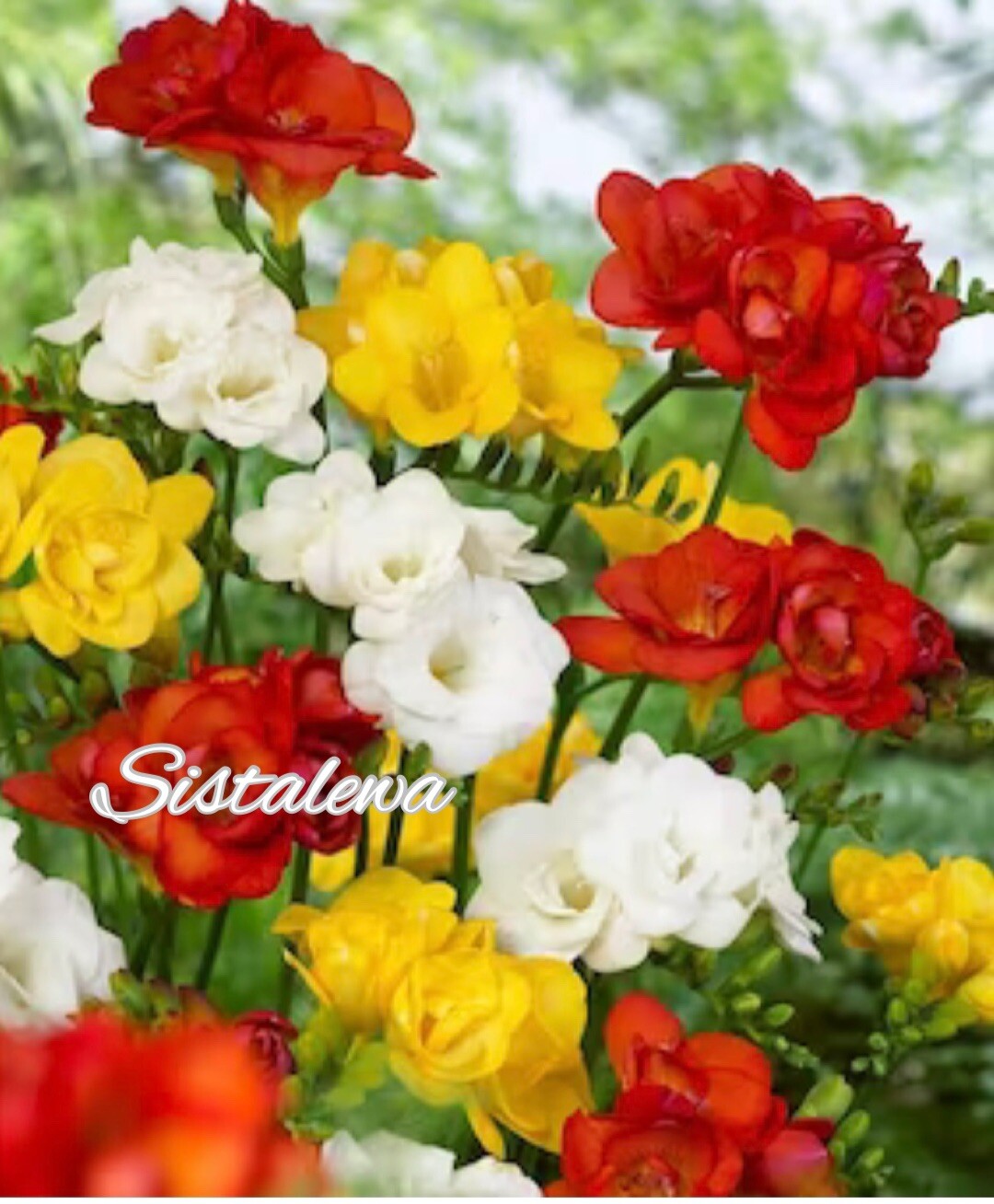 Freesia ~ Double Single MIX – (7)Flower bulbs – Colorful