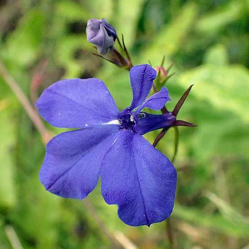 Lobelia erinus | Crystal Palace | Annual or Trailing Lobelia | 100 Tiny Seeds
