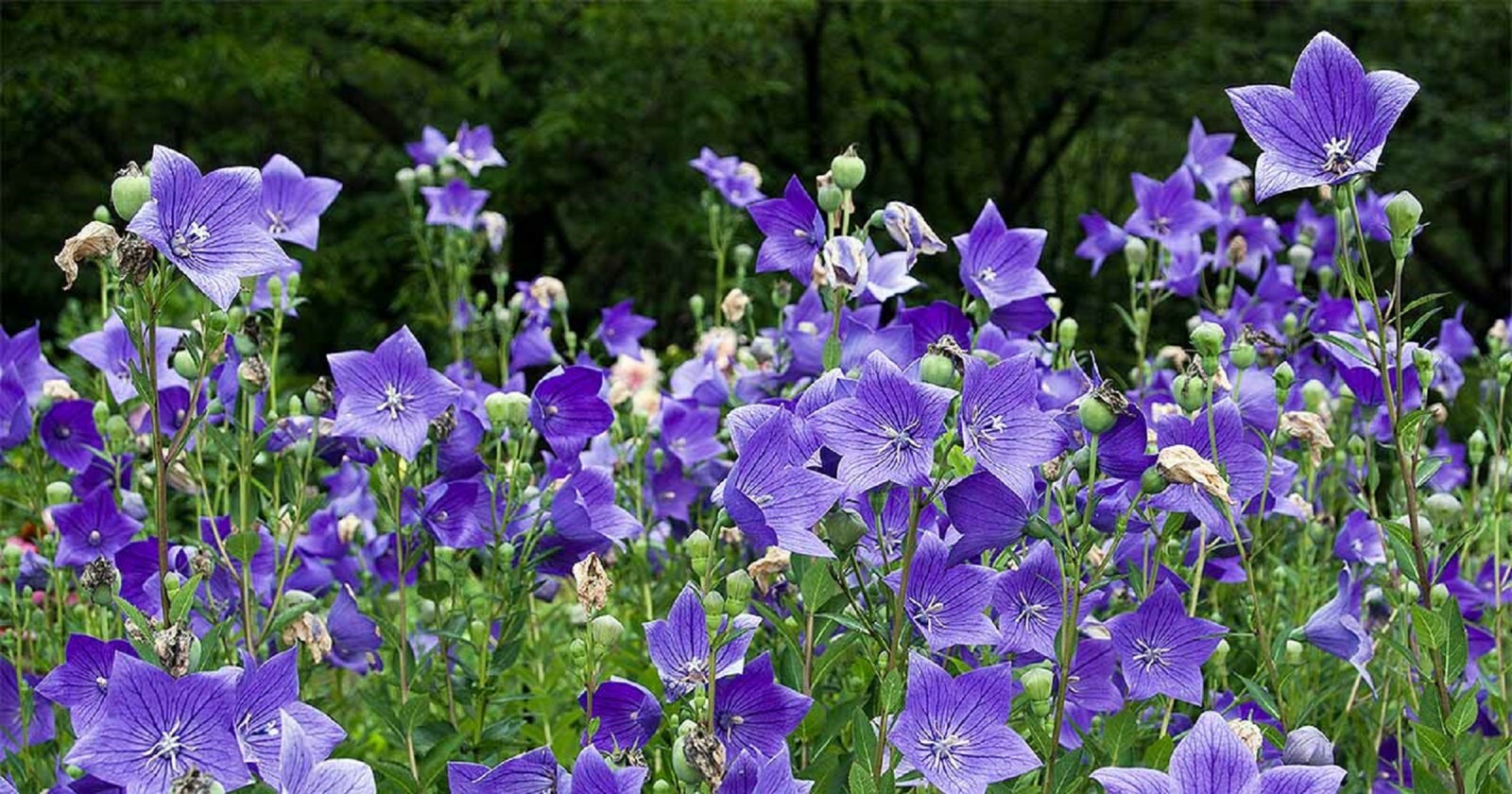 300 Balloon Flower Seeds – Platycodon grandiflorus Chinese Bellflower Perennial