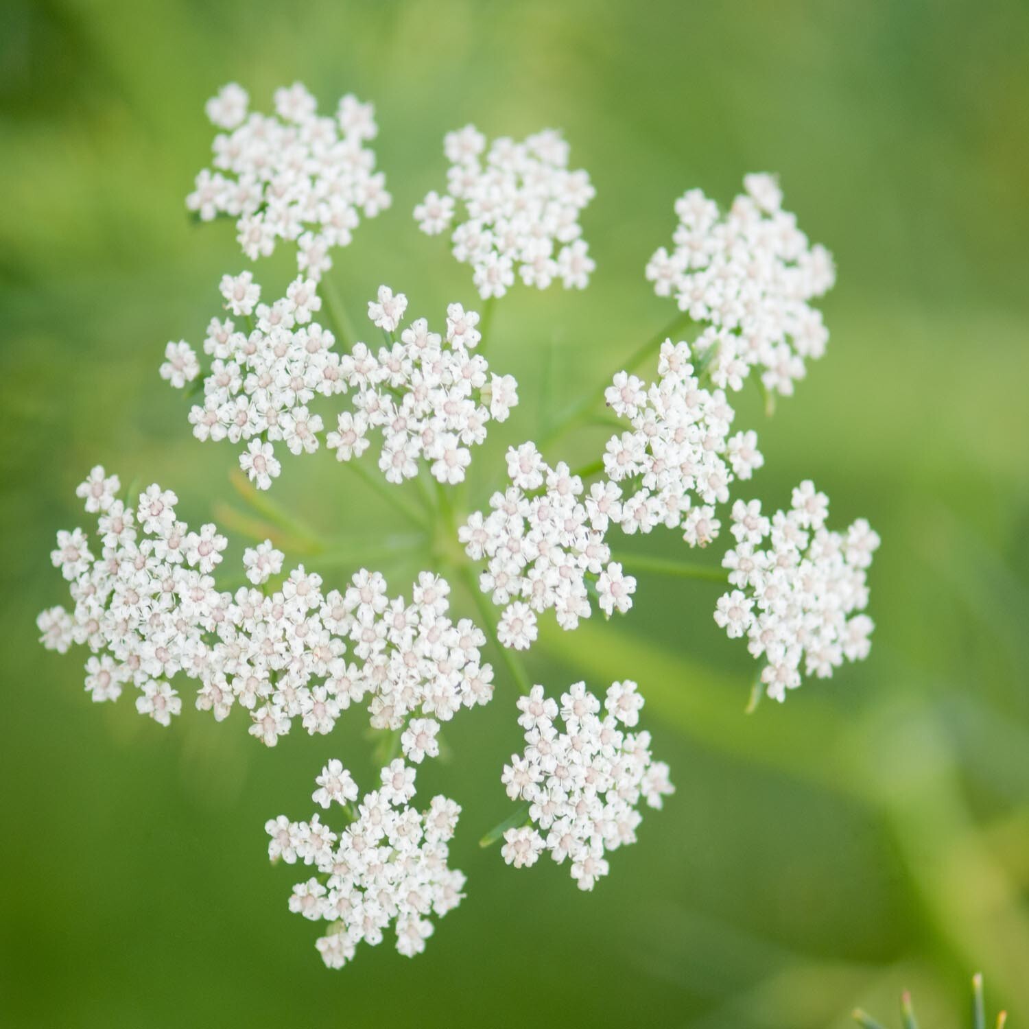 White Cumin, Common Cumin (Cuminum Cyminum) SEEDS