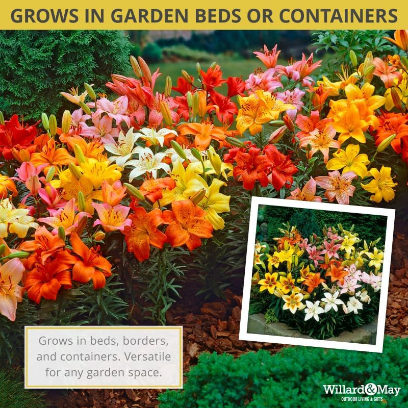Asiatic Lilies Mix (10 Pack of Bulbs) – Freshly Dug Perennial Lily Flower Bulbs