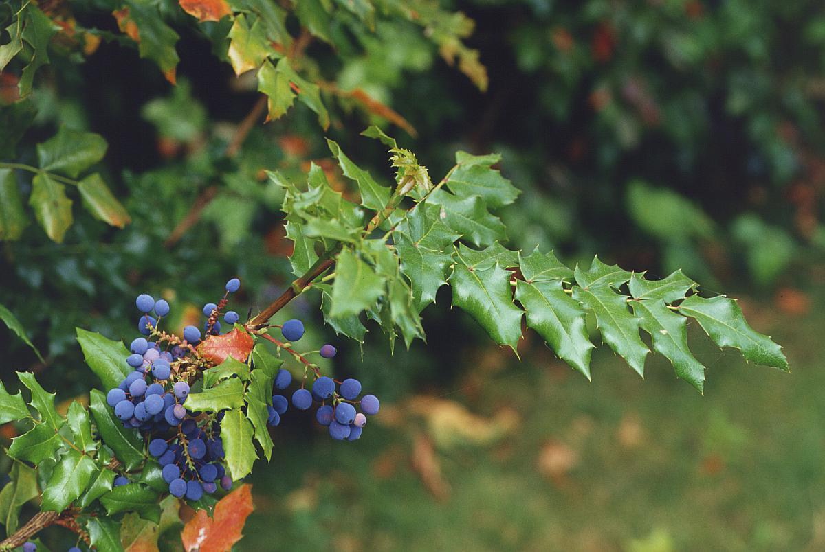 Oregon Holly Grape, Mahonia aquifolium, Shrub Seeds (Edible, Hardy, Showy)