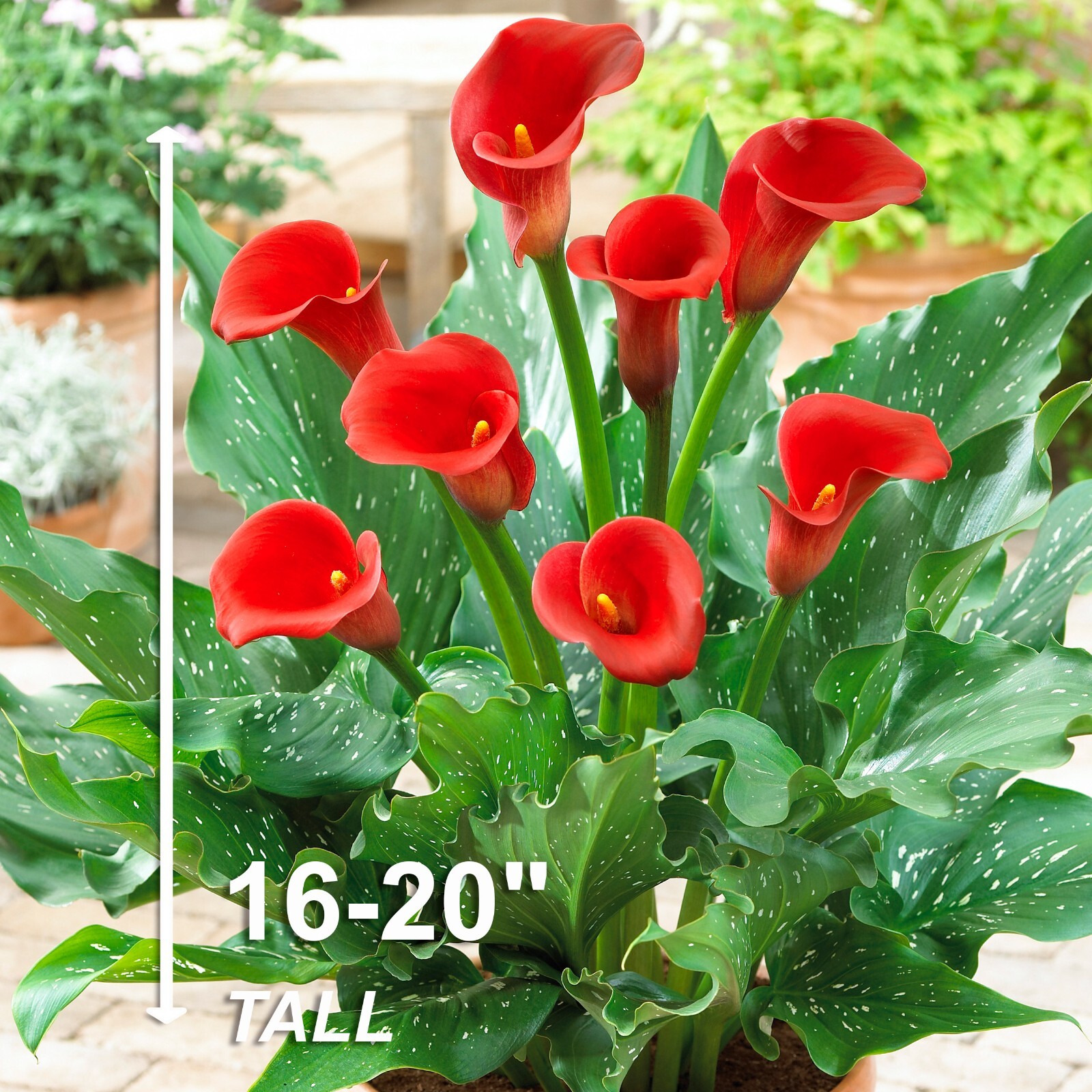 Garden State Bulb Red Alert Calla Lily Flower Bulbs, 12/14cm, Spring