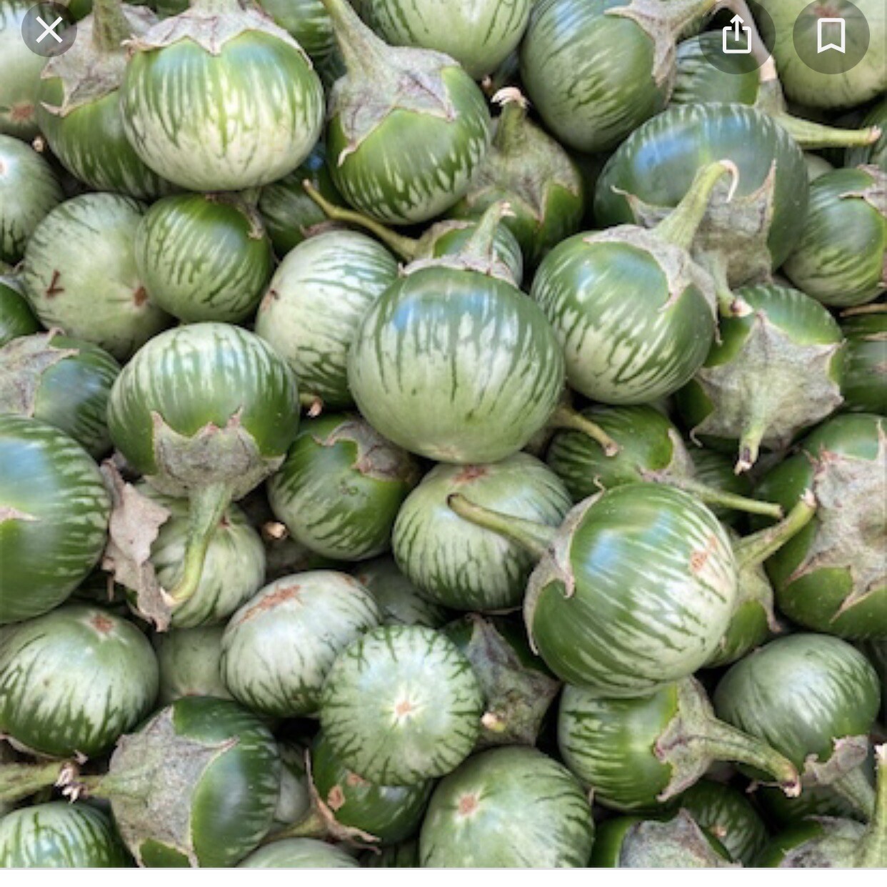 Thai Eggplant Seeds