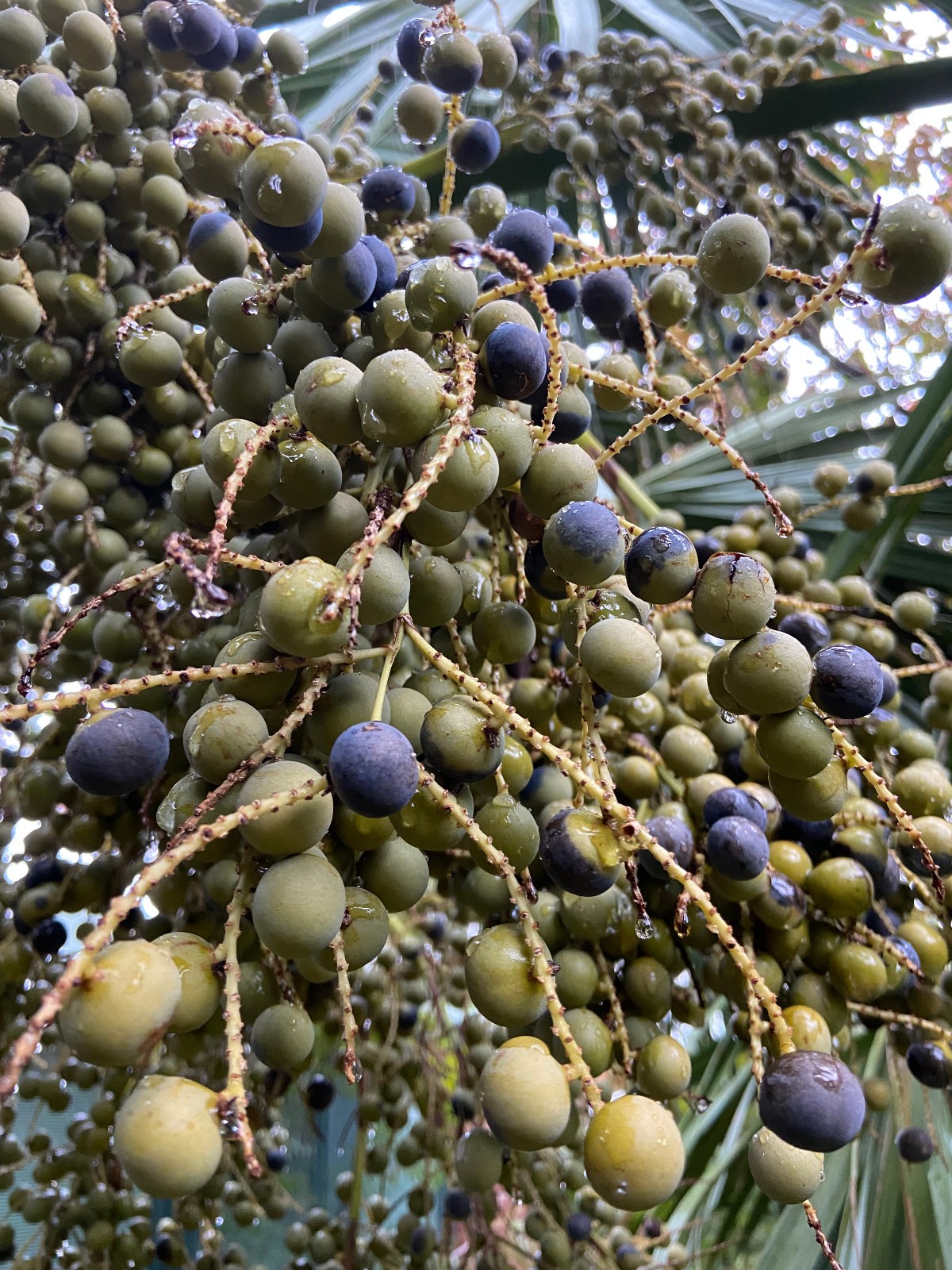 Sabal mexicana – Texas Palmetto Seeds. Cold Hardy!!!