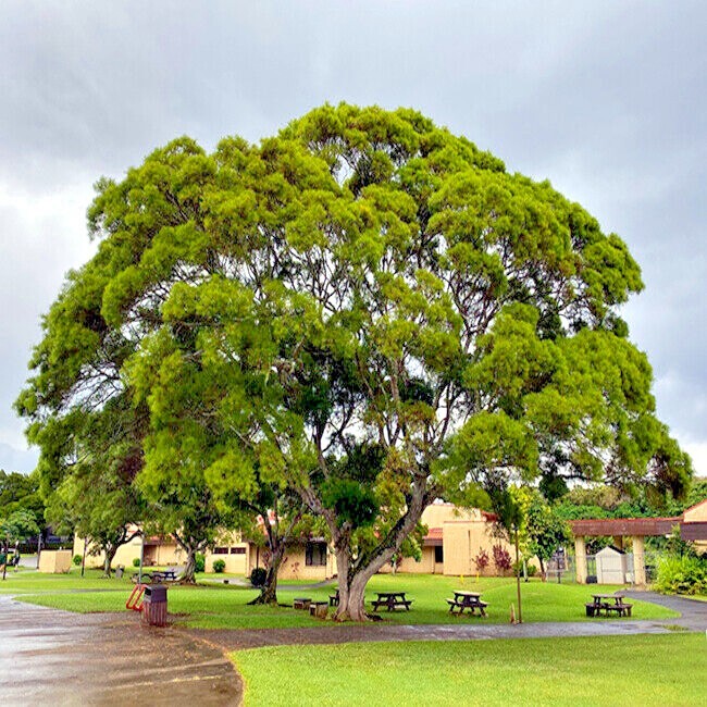 10 FORMOSAN KOA TREE SEEDS (Acacia confusa) Fast Growing Flowering Exotic Plant
