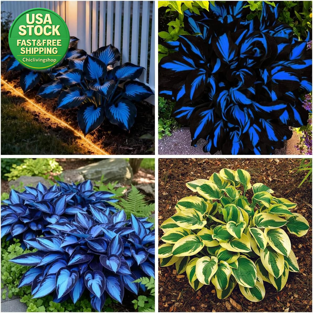 207 Hosta Seeds Variegated Perennial Giant Low Maintenance Shade Plants