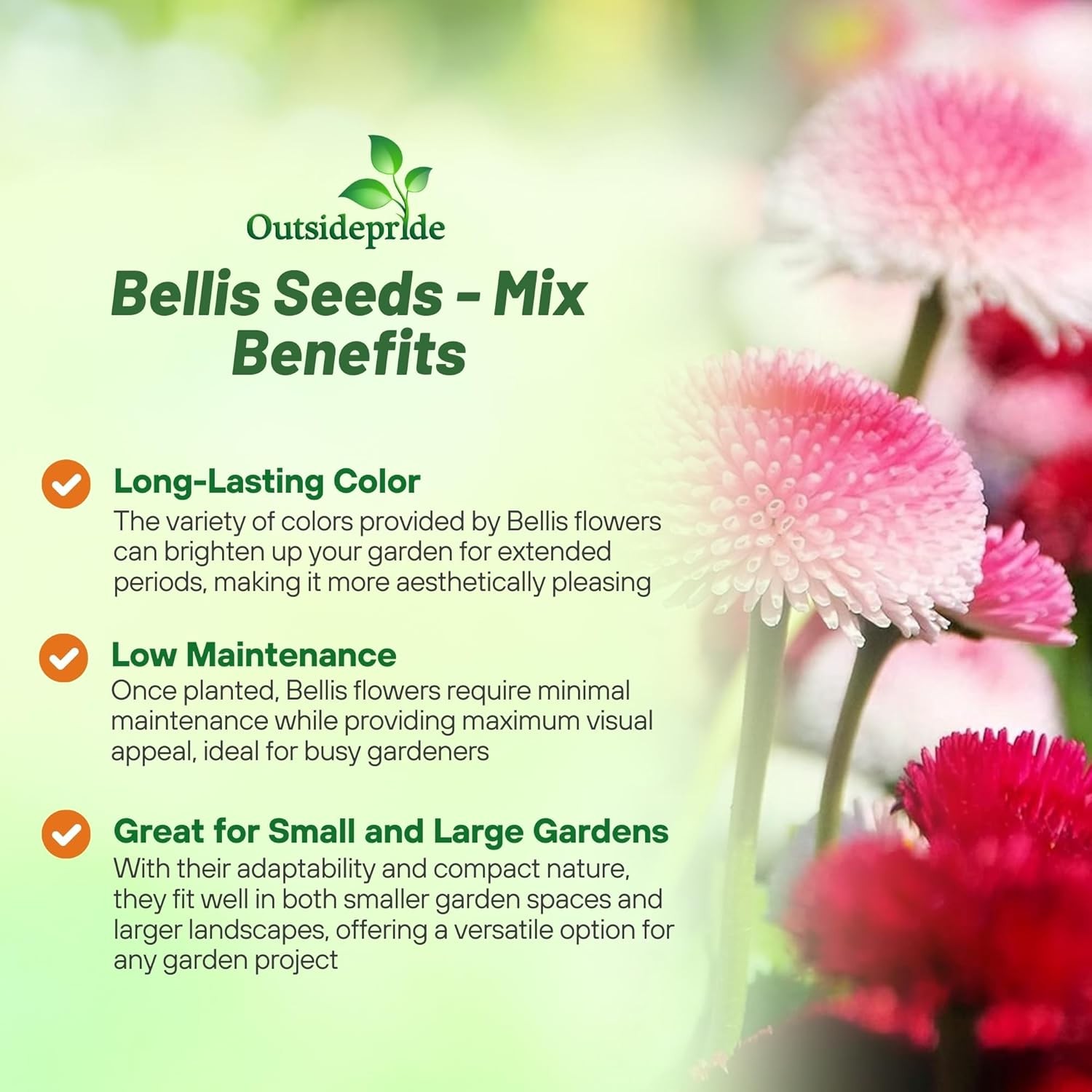 5000 Seeds English Daisy Seeds – Bellis Perennis Mix Flower Seed