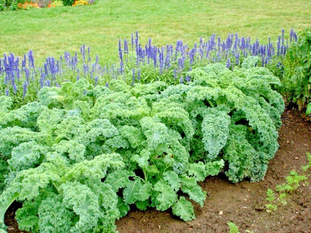600+VATES Blue Curled Scotch KALE Seed Organic Spring Fall Garden Container Easy