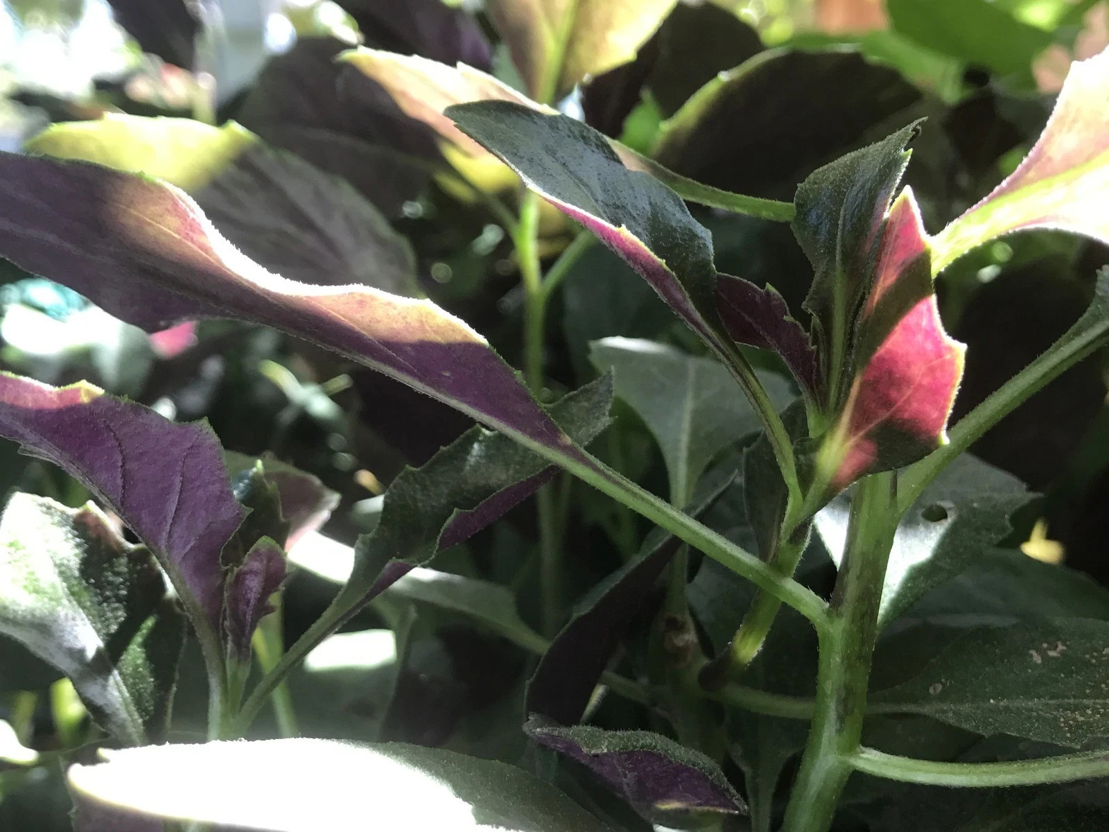 8 Okinawa Spinach, Handama, or Suizenjigusa, Gynura crepioides Cuttings